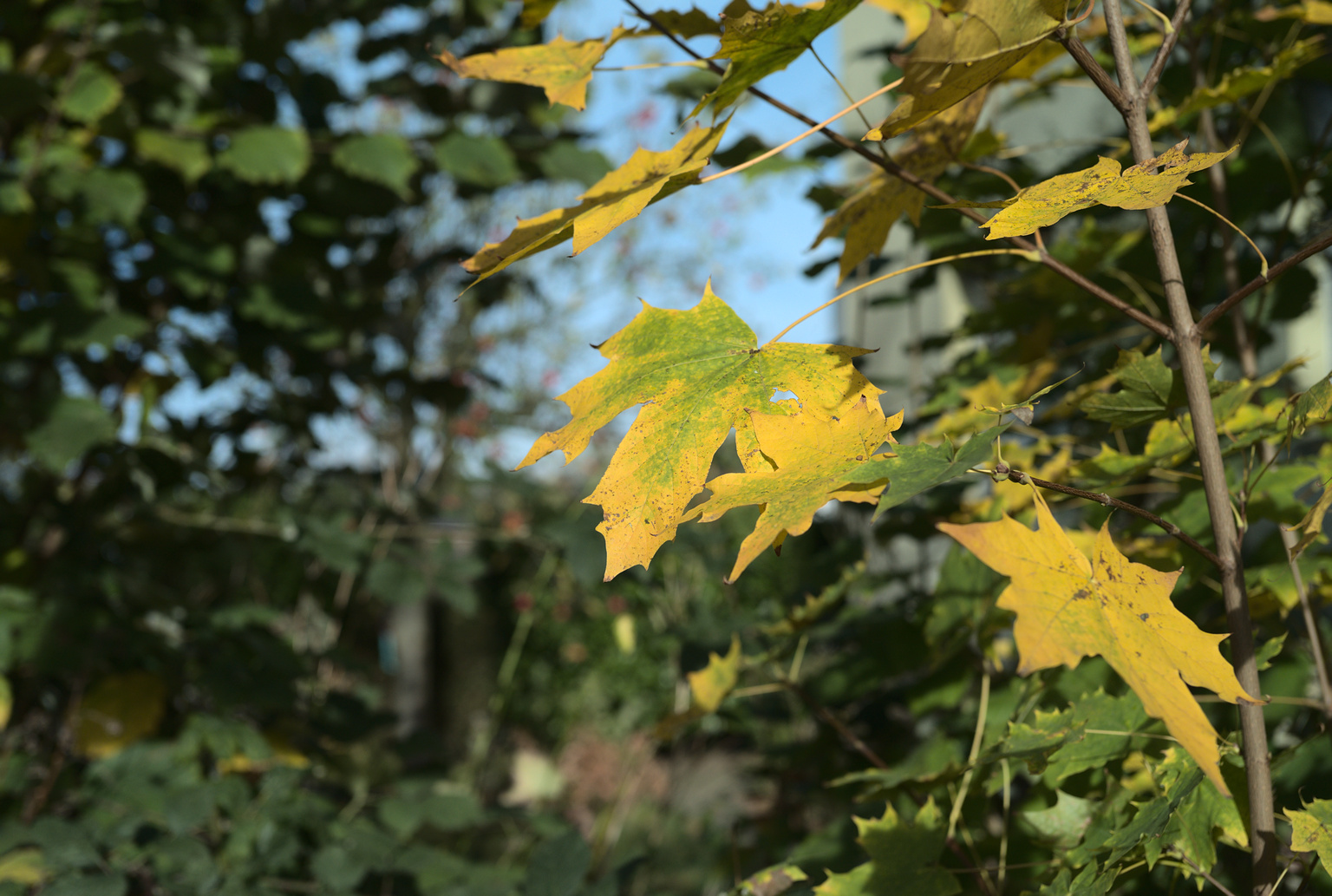 autumn leaf against fuzzy background with other leaves and sky